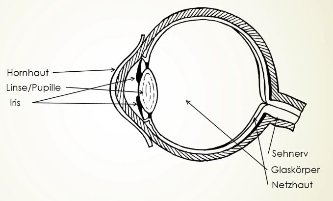 Auge zeichnen - Querschnitt eines Auges